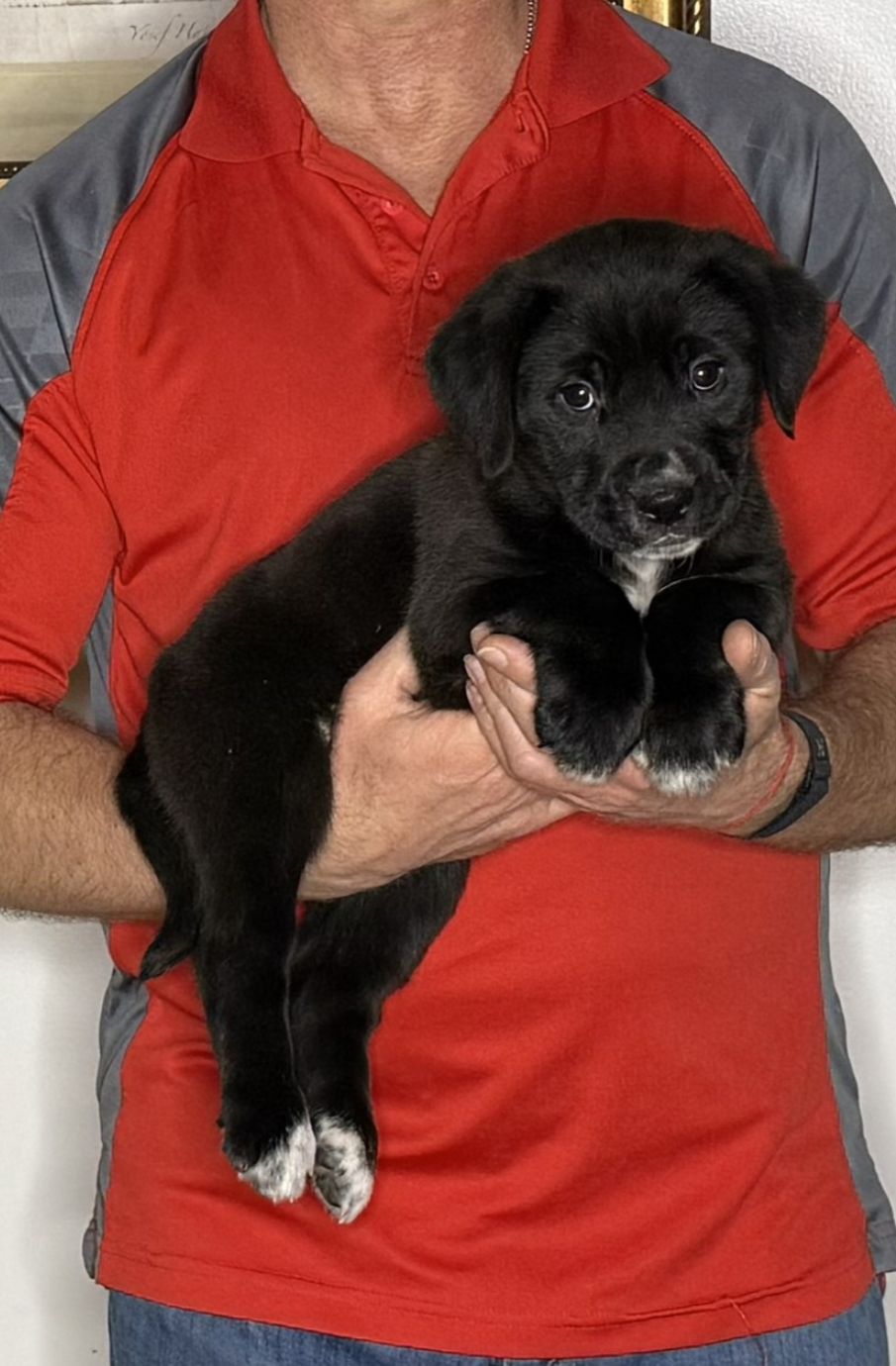 Zoey, an 8-week-old female Lab / Golden Retriever mix