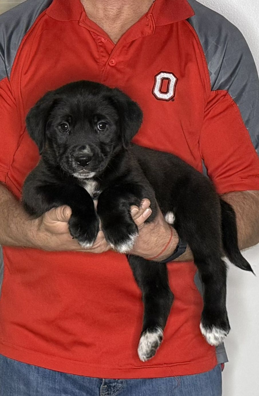 Zoey, an 8-week-old female Lab / Golden Retriever mix