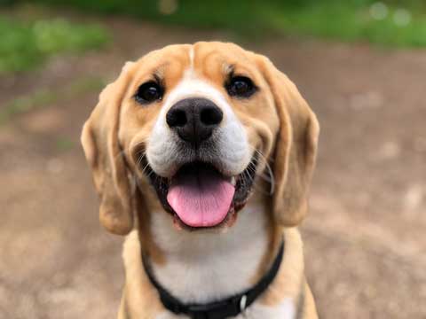 Happy Beagle