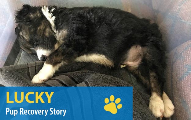 Lucky Pup Recovry Story: canine hypospadias recovery