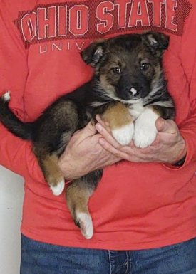 Healthy Shepherd Border Collie Puppy - Lucy