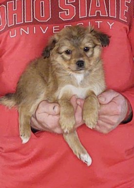 Healthy Sheltie King Charles Cavalier Mini Poodle Puppy - Petie