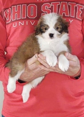 Healthy Sheltie King Charles Cavalier Mini Poodle Puppy - Pierre
