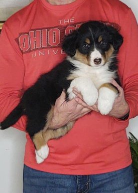 Healthy Bernese Mountain Dog Collie Mix - Shelby