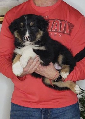 Healthy Bernese Mountain Dog Collie Mix - Storm