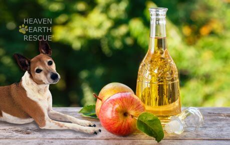 Is it safe to give Apple Cider Vinegar to my Puppy?