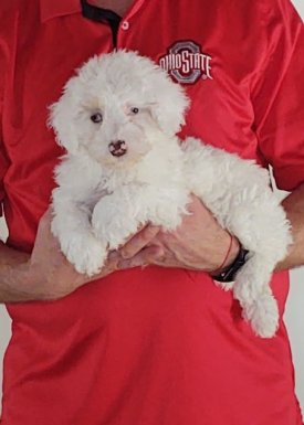 Abby, Healthy Mini Poodle Puppy