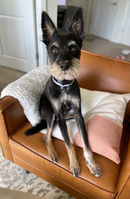 Armani is a Yorkie, Border Collie, and Australian Shepard mix. 9 years old, 25