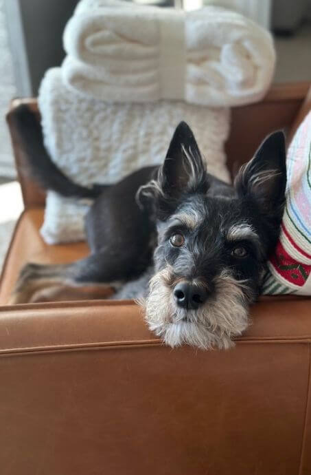 Armani is a Yorkie, Border Collie, and Australian Shepard mix. 9 years old, 25 pounds.