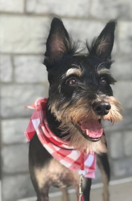 Armani is a Yorkie, Border Collie, and Australian Shepard mix. 9 years old, 25