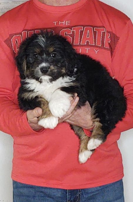 Frankie, Healthy Mini Bernedoodle Corgi Puppy