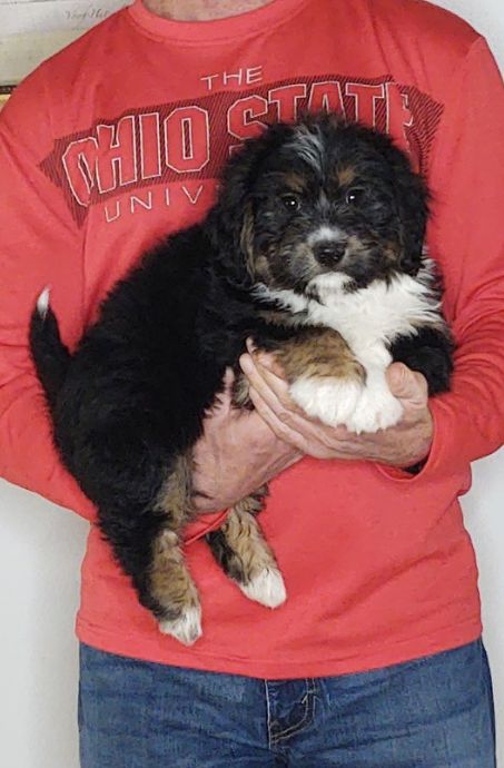 Frankie, Healthy Mini Bernedoodle Corgi Puppy