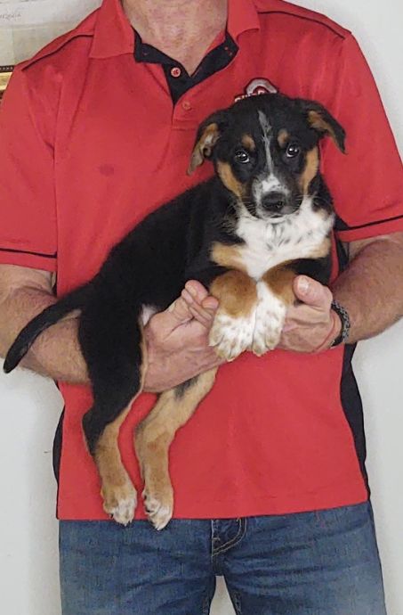 Marshall, Healthy Aust. Cattle Dog Beagle Border Collie Aust. Shepherd Mix Puppy