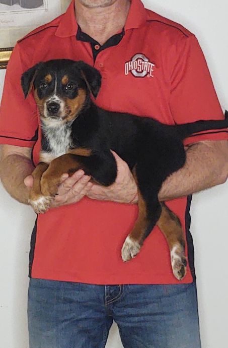 Maverick, Healthy Aust. Cattle Dog Beagle Border Collie Aust. Shepherd Mix Puppy