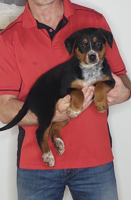 Maverick, Healthy Aust. Cattle Dog Beagle Border Collie Aust. Shepherd Mix Puppy