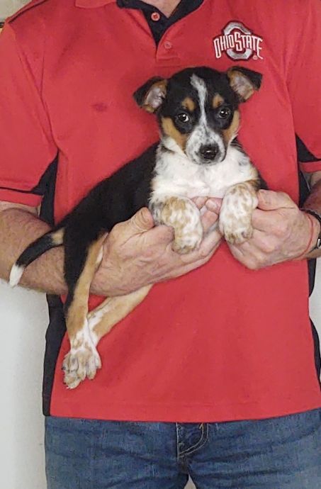 Minnie, Healthy Aust. Cattle Dog Beagle Border Collie Aust. Shepherd Mix Puppy