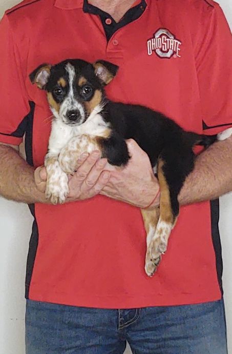 Minnie, Healthy Aust. Cattle Dog Beagle Border Collie Aust. Shepherd Mix Puppy