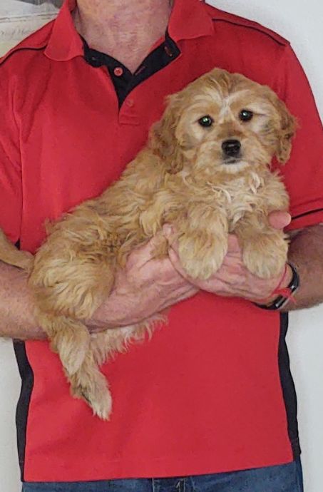 Willow, Healthy Mini Goldendoodle King Charles Cavalier Mix Puppy