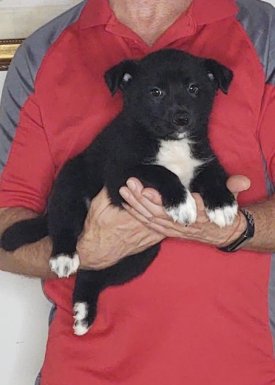 Champ, Healthy Australian Shepherd Border Collie Mix Puppy
