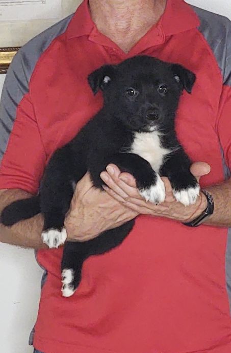 Champ, Healthy Australian Shepherd Border Collie Mix Puppy