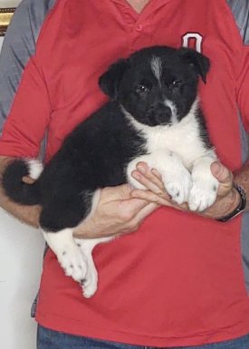 Charlie, Healthy Australian Shepherd Border Collie Mix Puppy