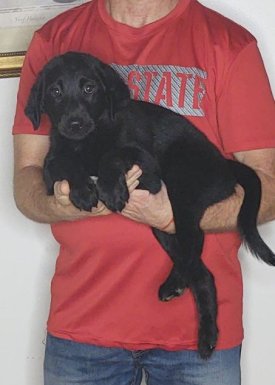 Brody, Healthy Labrador Retriever Mini Bernedoodle Mix Puppy