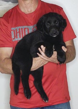 Brutus, Healthy Labrador Retriever Mini Bernedoodle Mix Puppy