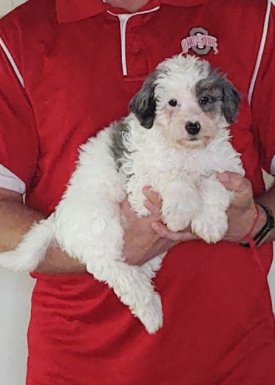 Patches, Healthy Mini Poodle Puppy
