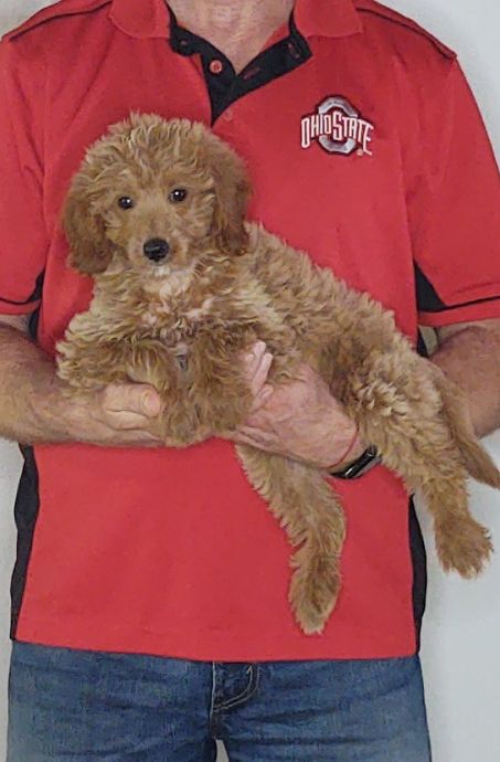 Peaches, Healthy Mini Goldendoodle Puppy