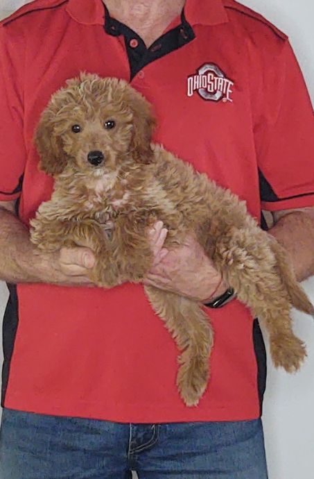 Peaches, Healthy Mini Goldendoodle Puppy