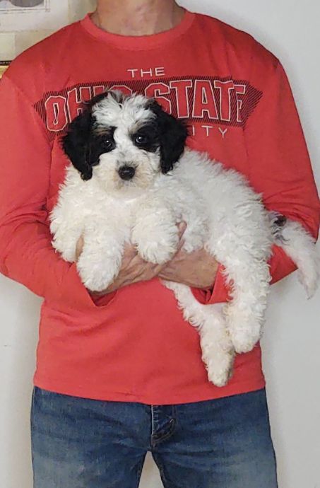 Calvin, Healthy Mini Bernedoodle Puppy