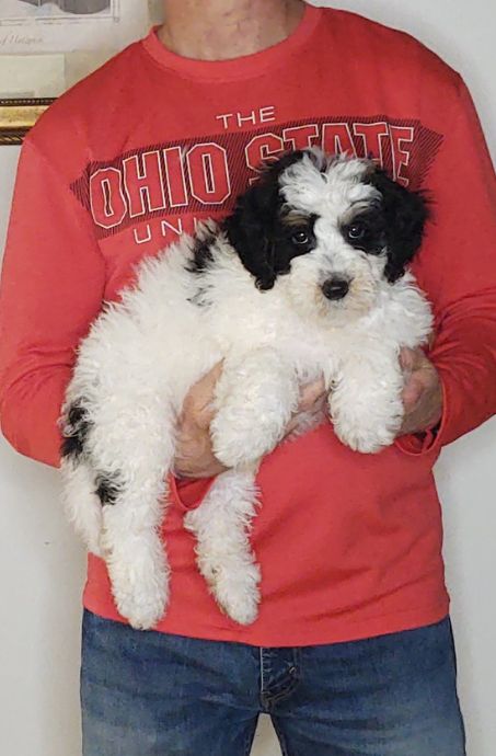 Calvin, Healthy Mini Bernedoodle Puppy