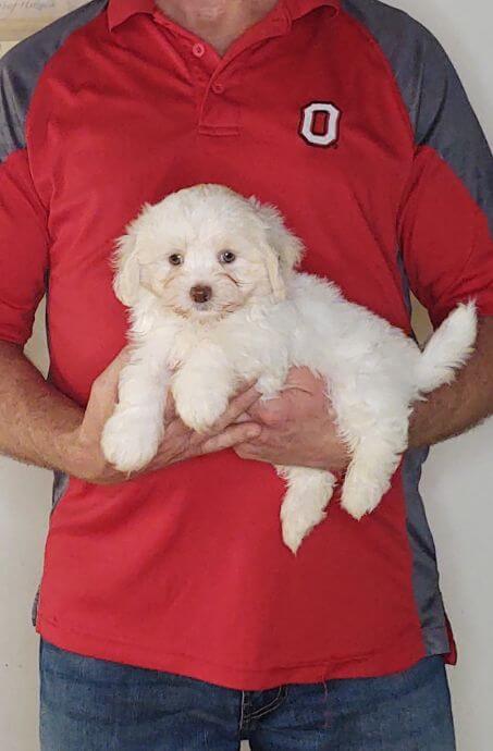 Wesley, Healthy Maltese Shih Tzu Mix Puppy