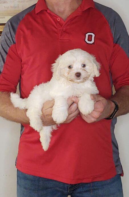 Wesley, Healthy Maltese Shih Tzu Mix Puppy