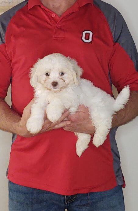 Wesley, Healthy Maltese Shih Tzu Mix Puppy