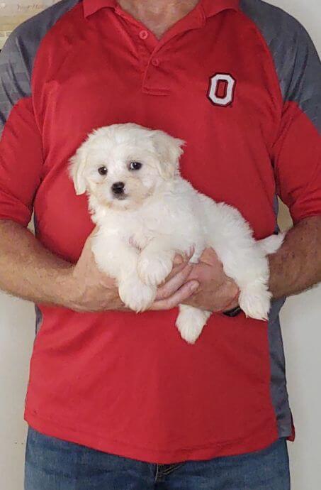 Wyatt, Healthy Maltese Shih Tzu Mix Puppy