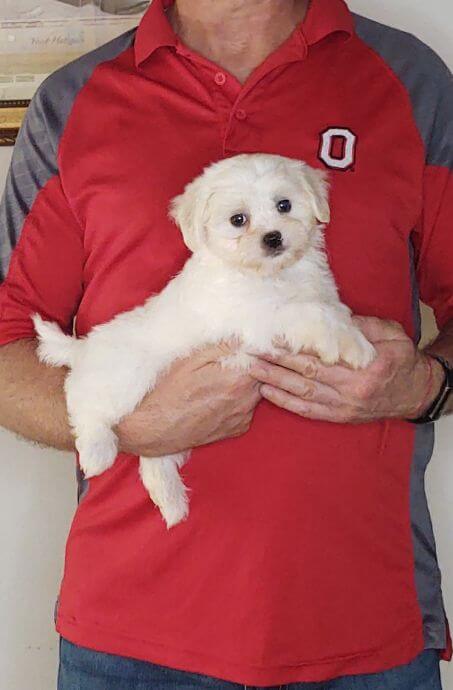 Wyatt, Healthy Maltese Shih Tzu Mix Puppy