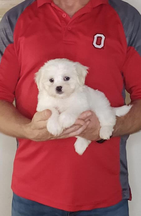 Wyatt, Healthy Maltese Shih Tzu Mix Puppy