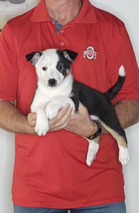 Daisy, Healthy Border Collie Australian Shepherd Mix Puppy