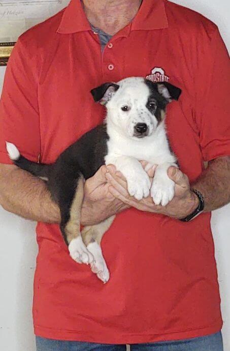 Daisy, Healthy Border Collie Australian Shepherd Mix Puppy