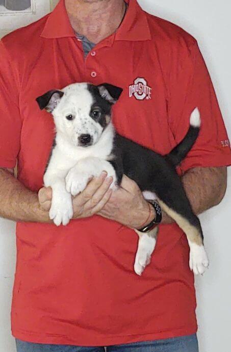 Daisy, Healthy Border Collie Australian Shepherd Mix Puppy