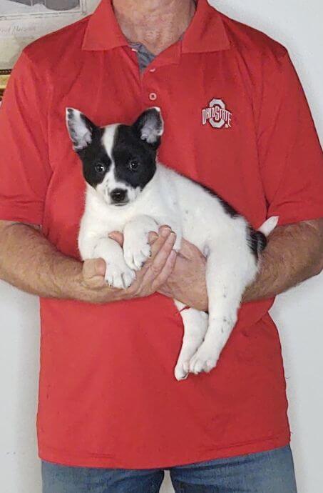 Delila, Healthy Border Collie Australian Shepherd Mix Puppy