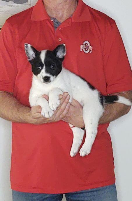 Delila, Healthy Border Collie Australian Shepherd Mix Puppy