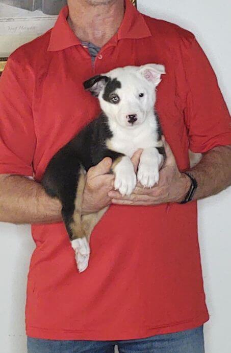 Diego, Healthy Border Collie Australian Shepherd Mix Puppy