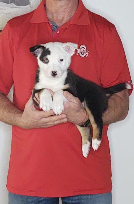 Diego, Healthy Border Collie Australian Shepherd Mix Puppy