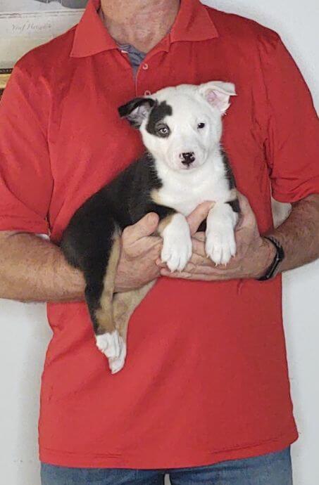 Diego, Healthy Border Collie Australian Shepherd Mix Puppy