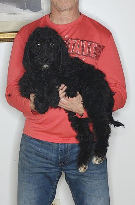 Gabby, Healthy Bernedoodle Goldendoodle Mix Puppy