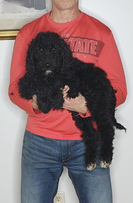 Gabby, Healthy Bernedoodle Goldendoodle Mix Puppy