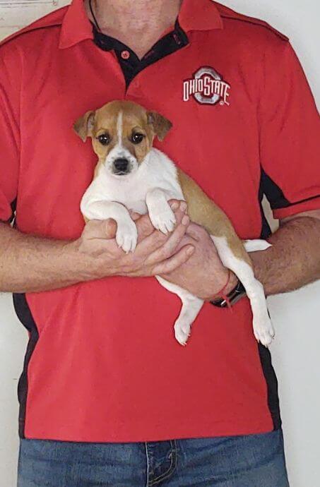 Jazzy, Healthy Jack Russell Mix Puppy