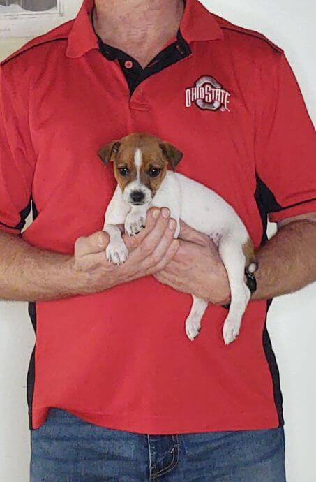 Joey, Healthy Jack Russell Mix Puppy